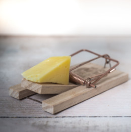 mouse trap with cheese