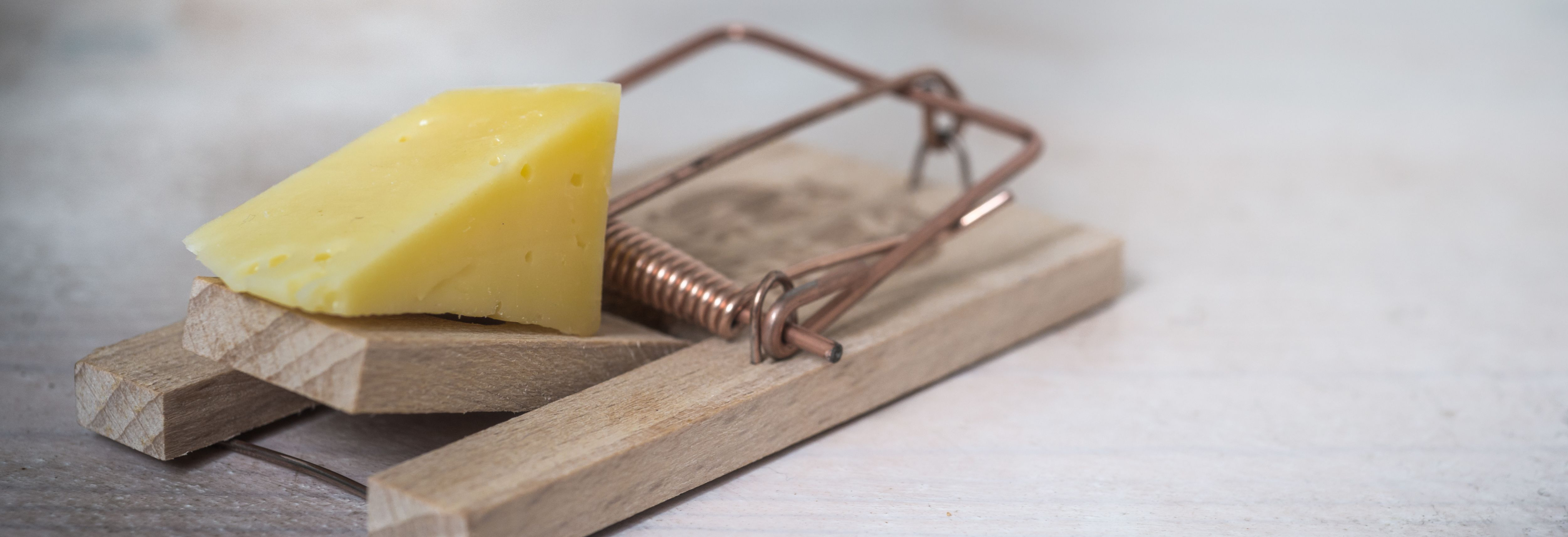 mouse trap with cheese
