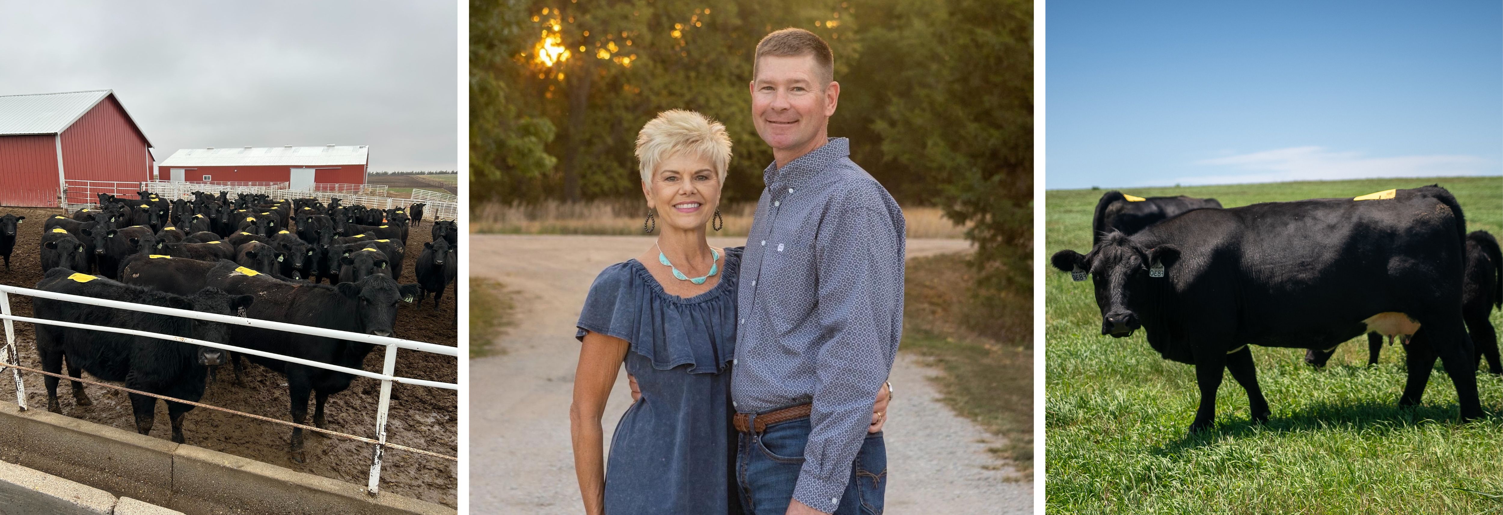 cows and Brent and Shar Sieck standing in the middle